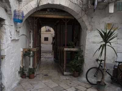 ...caratteristici arbusti ingentiliscono l'ambiente all'ombra di un massiccio voltone di un portico settecentesco in ristrutturazione